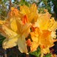 Rhododendron Golden Light C3